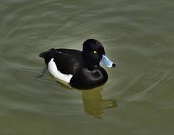 Row Black Lake