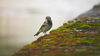 amazingly beautiful Nature Songbird