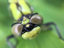 goodly Dragonfly Macro
