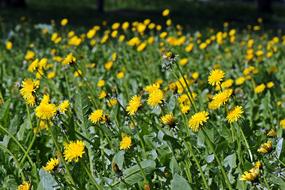 yellow dandelions in the garden spring