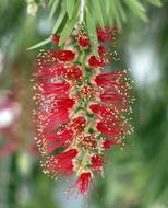 Bottlebrush Callistemon Flower