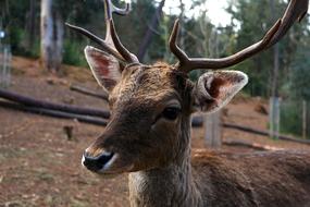 ravishing Deer Wild Animal