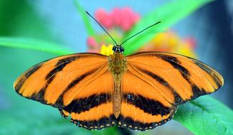 Striped Passion Butterfly close-up on blurred background