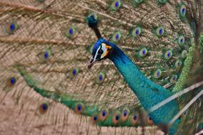 photo of a beautiful peacock on the wallpaper