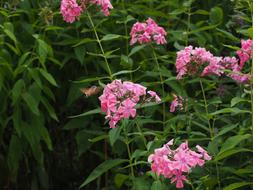 Hummingbird Hawk Moth Macroglossum