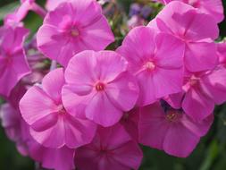 Phlox Lock-Up Herb Plants