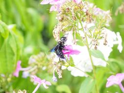 Big Blue Wooden Bee Black