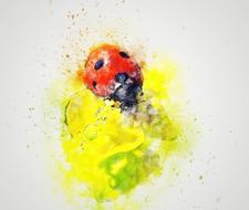 bug ladybug natue drawing