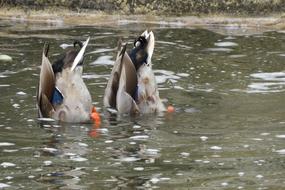 goodly Ducks Animal