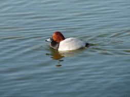 Bird Duck Water