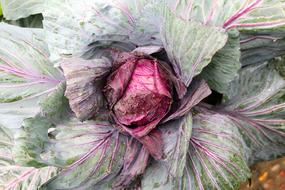 large cabbage fruit