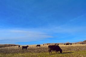 goodly Cow Field