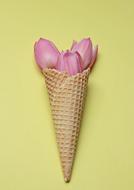 beautiful tulips in a waffle cone