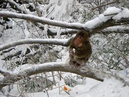 Monkey Snow