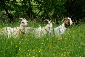 goats graze on a farm field