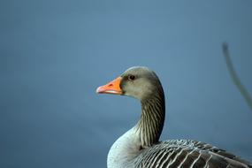 fabulous Goose Bird Wild