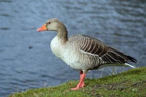 Goose Waterfowl Greylag