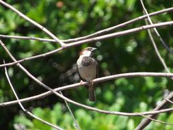 Bird Pass Tropical