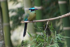 fabulous Barranquero Bird