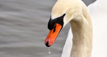 white swan with dripping water on its beak