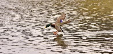 Mallard drake Landing on water