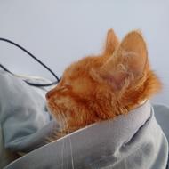 Cat Year red sleep