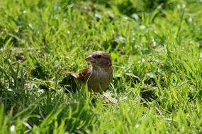 female sparrow Bird in Grass