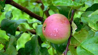 wet fresh apple on a tree