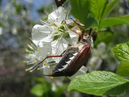 May beetle on a blossoming apple tree close-up on blurred background