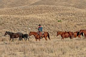 Cowboy Ranch