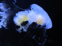 Medusa Aquarium