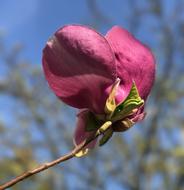 Magnolia Pink Spring
