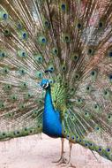 peacock with a big tail