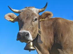 Cow Horns Milk