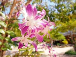 Flowers Orchid