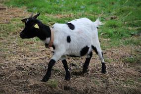 little goat walking in the field