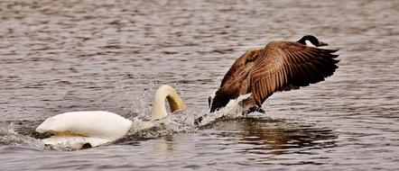 Swan Bite Wild Goose