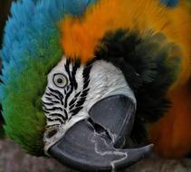 Hyacinth Macaw Parrot