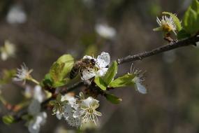 bee on a branch with spring flowers close up