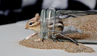Chipmunk Cute