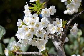 Cherry Spring Flowers