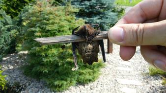 Bat Bats Animals