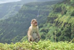 photo of a monkey on a mountain in the jungle