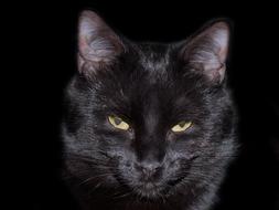 goodly Cat Black face