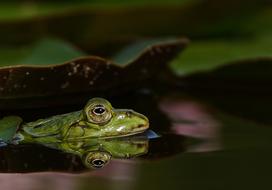 Frog Pond Garden Water