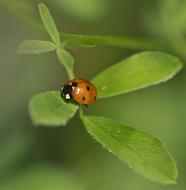photo of a ladybug on a trefoil