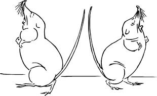 sketch mole drawing