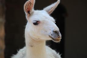 Animal Goat white