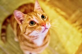 Ginger cat looks up