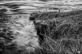 Dramatic Water Grass